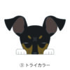 犬 イラスト ステッカー 見てまステッカー 日本テリア 折れ耳 ジャパニーズテリア