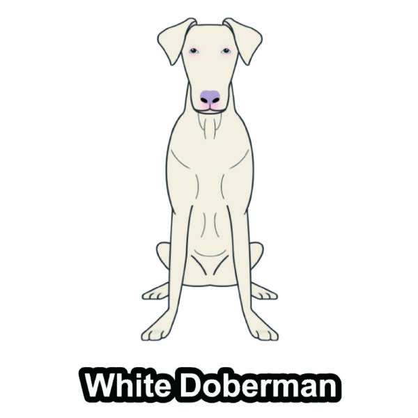 犬 イラスト ステッカー ホワイトドーベルマン