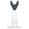 犬 イラスト ステッカー 日本テリア 立ち耳 ホワイトグレー