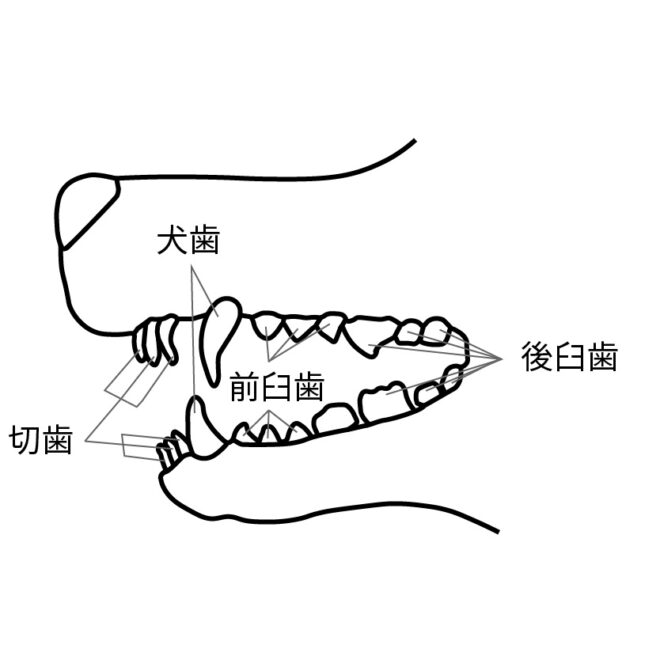 犬の歯 歯周病の予防 アルジャン